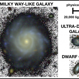 A Milky Way-like spiral galaxy, a dwarf and a faint ultra-diffuse galaxy shown to the same physical scale using images of similar depth. On average, the diffuse galaxy is 10 times smaller than the Milky Way analogue. Credit: Adapted from Chamba, Trujillo & Knapen (2020).